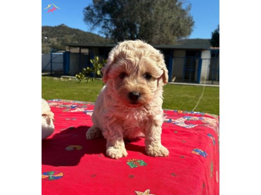 Mini Maltipoo Yavrumuz
