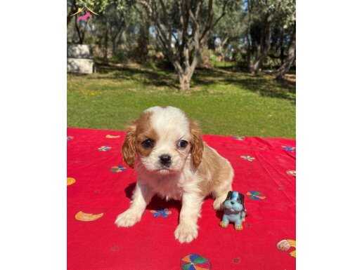 Oyuncak Değil Cavalier