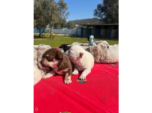 Maskeli ve Çikolata Tonlu Nadir Şivava Yavruları