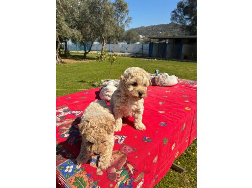 İpeksi Tüylü Neşe Küpü Maltipoo Yavruları