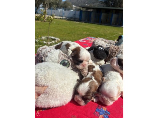 Maskeli Shih Tzu Yavruları | Evin Yeni Neşesi