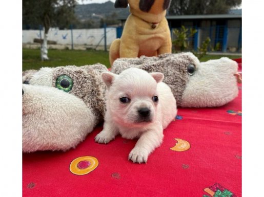 Chihuahua Dünyasının En Minnoş Üyesi