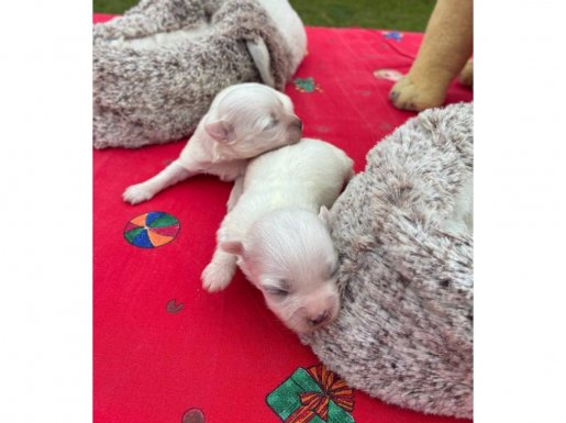 Göz Kamaştıran Beyaz Maltese Terrier Prensesler