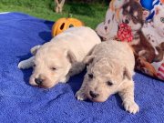 Tüy Dökmeyen Akıllı Dost Maltipoo Yavruları