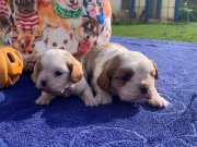 CAVALİER KİNG CHARLES