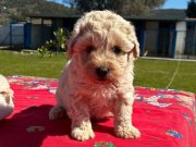 Mini Maltipoo Yavrumuz