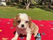 Oyuncak Değil Cavalier