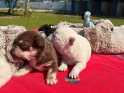 Maskeli ve Çikolata Tonlu Nadir Şivava Yavruları