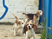 Fıkır Fıkır Hareketli Beagle Dostlar