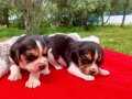 BEAGLE BEKLENEN