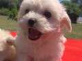MALTESE TERRİER PAMUK