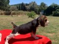 BEAGLE BİGIL