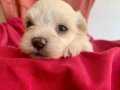 MALTİZ MALTESE TERRİER