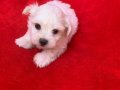 0 NUMARA MALTESE