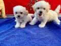 MALTESE TERRİER