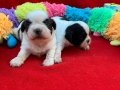 ŞİTZUU shihtzu