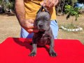 CANECORSO
