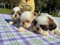  2 aylık Shih Tzu