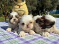  2 aylık Shih Tzu