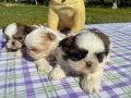  2 aylık Shih Tzu