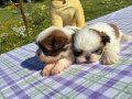  2 aylık Shih Tzu