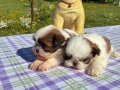  2 aylık Shih Tzu
