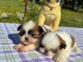  2 aylık Shih Tzu