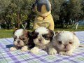 2 aylık Shih Tzu
