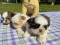  2 aylık Shih Tzu