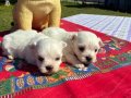  Pofuduk Beyazlıklarıyla Maltese Terrier
