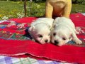  Pofuduk Beyazlıklarıyla Maltese Terrier