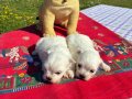  Pofuduk Beyazlıklarıyla Maltese Terrier
