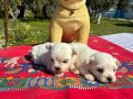  Pofuduk Beyazlıklarıyla Maltese Terrier