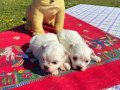  Pofuduk Beyazlıklarıyla Maltese Terrier