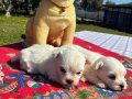  Pofuduk Beyazlıklarıyla Maltese Terrier