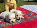  Pofuduk Beyazlıklarıyla Maltese Terrier