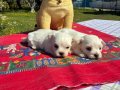 Pofuduk Beyazlıklarıyla Maltese Terrier