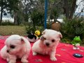 Bembeyaz Kar Tanesi Maltese Terrier