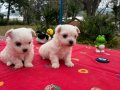 Bembeyaz Kar Tanesi Maltese Terrier