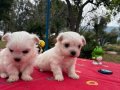 Bembeyaz Kar Tanesi Maltese Terrier