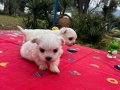 Bembeyaz Kar Tanesi Maltese Terrier