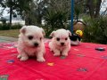 Bembeyaz Kar Tanesi Maltese Terrier