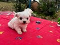 Bembeyaz Kar Tanesi Maltese Terrier