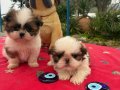 2 Aylık Maskeli Shih Tzu Yavruları