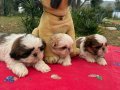 2 Aylık Maskeli Shih Tzu Yavruları
