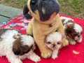 2 Aylık Maskeli Shih Tzu Yavruları
