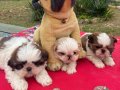 2 Aylık Maskeli Shih Tzu Yavruları