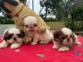 2 Aylık Maskeli Shih Tzu Yavruları