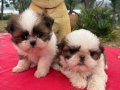 2 Aylık Maskeli Shih Tzu Yavruları