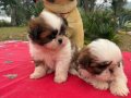 2 Aylık Maskeli Shih Tzu Yavruları